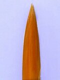 Paint brush gold size 6