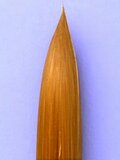 Paint brush gold size 7