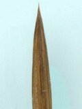 Paint brush sable size 0